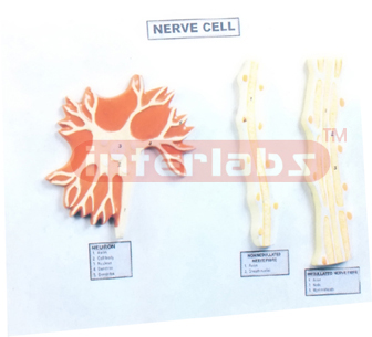 NERVE CELL